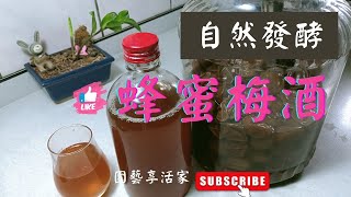 如何DIY蜂蜜梅酒？自然發酵釀製一年後再加威士忌，醇厚的威忌梅酒