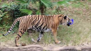 2020/11 捕ったど！獲物を咥えて歩くスマトラトラ  ラウト  in  ズーラシア Sumatran Tiger