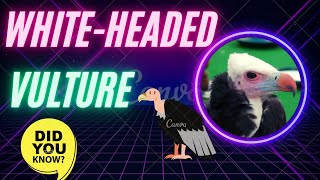 white-headed vulture facts