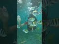 scuba diving in bali scubadiving bali indonesia diving ytshorts