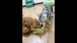 干饭最积极的小猫 我镜头下的小猫 我和我的猫 猫以食为天