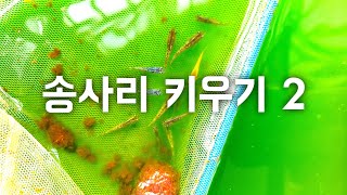 송사리 키우기 2편