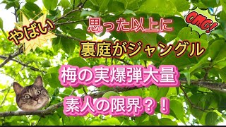 第3話　中古物件あるある〜庭がジャングル🤣＃中古物件 ＃リフォーム