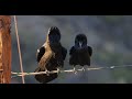 Pair of mated ravens making clicking sounds together