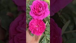 ഇത്പോലെ സുന്ദരം മറ്റൊന്നുമില്ല ❤️#rose #rosenursery #gardening #youtubeshorts