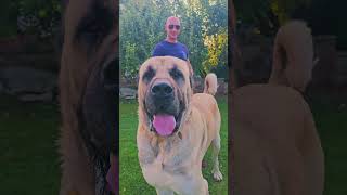 Tulga  the biggest dog of Turkey #akmtransilvania #malakli #kangal #bigdog #bigdogs #doglovers