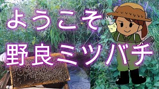 Japanese Beekeeping ⑭ / Welcome, Stray Bees October, Part 3) / Ryoichi Yamazaki /With subtitles