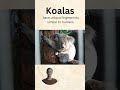 koala koalafication finger prints koala nature