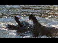 coots ferocious brutal fighting for a mate 4k