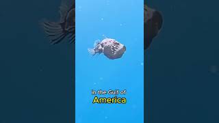 Fun Fact The Weird and Wonderful Anglerfish #animals #addorable #wildlife #wildlifeaddicts