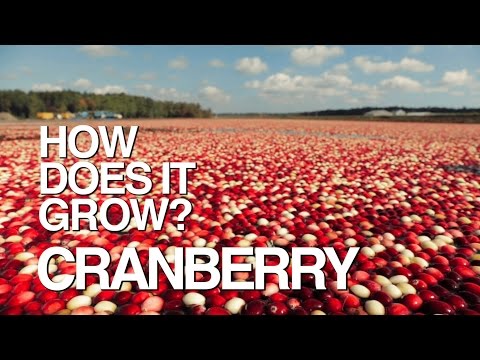 What is the meaning of cranberry fruit?