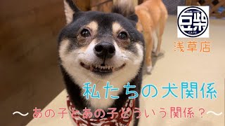 【豆柴】浅草店「私たちの犬関係」