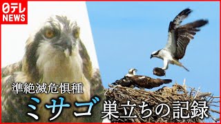 【映像記録】準絶滅危惧種ミサゴ  子育てと巣立ちの記録　山口　NNNセレクション