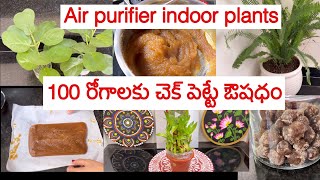 వంశపారంపర్యగా వచ్చే healthissues 100 రోగాలను అరికట్టే దివ్య ఔషధం॥ఇంట్లో ఆక్జిజన్ ఇచ్చే mokkalu