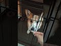 スゴい顔でおやつを食べるコーギーが可愛すぎる！笑 犬 dog 愛犬 いぬ かわいい 可愛い コーギー オススメ おすすめ doglover corgi dogshorts dogs