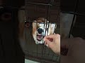 スゴい顔でおやつを食べるコーギーが可愛すぎる！笑 犬 dog 愛犬 いぬ かわいい 可愛い コーギー オススメ おすすめ doglover corgi dogshorts dogs