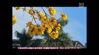 午後林初埤木棉道木棉花美景~拍錄製作配樂分享  2022 03 09 下午 3 : 15 。