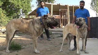 GÖRDÜĞÜM EN İYİ ÇAPAR ANADOLU ÇOBAN KÖPEĞİ - EFSANE KONYA ÇAPAR KANGAL KIRMASI ÇOBAN KÖPEKLERİ