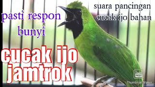 Cucak ijo jamtrok. suara perangsang ijo bahan malas bunyi dan susah gacor.