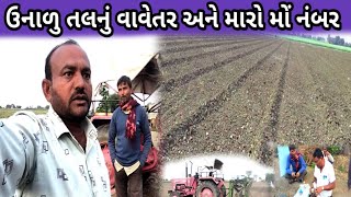 તલનું વાવેતર | મારો નંબર મોં | Gujarat farming video