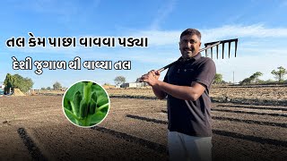 દેશી જુગાડ થી વાવ્યા તલ કેમ પાછા વાવવા પડ્યા આવી રીતે તમે ક્યાંક તલ વાવતા નઈ જોયા હોય એકદમ અલગ