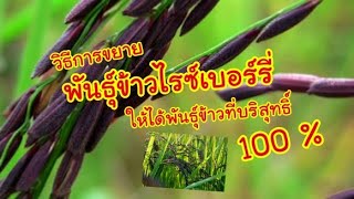 @คนสะเร็น กับ การขยายพันธุ์ข้าวไรซ์เบอร์รี่ ให้ได้พันธุ์ข้าวที่บริสุทธิ์ 100% โดยวิธีเพาะจากข้าวสาร