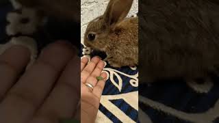 brownie the baby rabbit