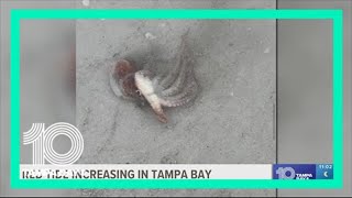 Here's what you need to know about red tide before heading out to the beach