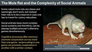 3. Human Behavioral Biology: Evolution of Behavior 2 by Robert Sapolsky