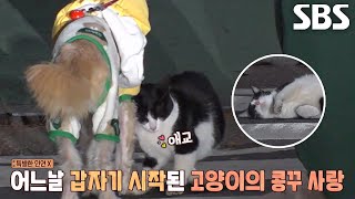 강아지에게 폭풍 플러팅 하는 의문의 길고양이 ‘개순이’