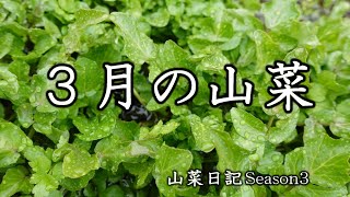 ３月の山菜採り