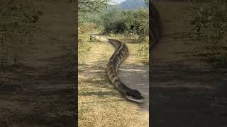 Big anacondo chasing part _1 #shorts #anacondasnake #snake #negin @ vikku films