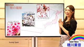 色々な桜の種類を見てみよう　(解説：#気象予報士 #穂川果音)