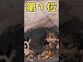 イッヌさん見て癒されたら寝ろwww 動物 犬 2ch動物スレ