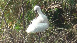 S0107　[Endangered species]　Confluence of Nanase River and Oita River　Grooming　Black-Faced Spoonbill