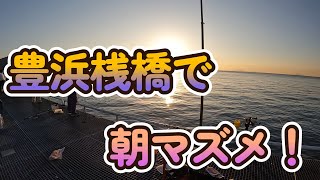 豊浜桟橋で朝マズメ！