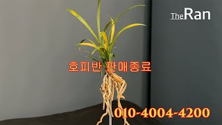 명품난초경매TV_더란_호피반_100만원