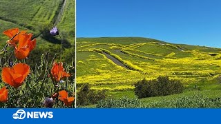 Superblooms hitting California after 'super gloom' winter storms