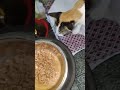 whiskas cat food chicken gravy reaction😻. viral catfood shorts pets cat cats.