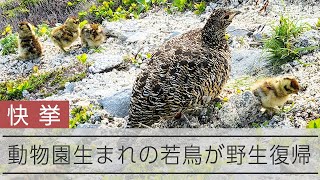 ライチョウの復活作戦が快挙　動物園生まれの若鳥の子育てを確認