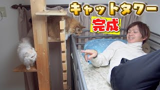 キャットウォークで遂にロフトに猫が登れるようになりました！！