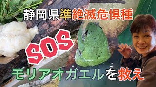 【里山暮らし】畑の水槽で産卵するモリアオガエルを救え😃両生類