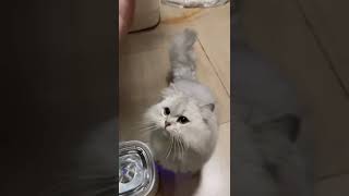 猫爱吃蛋黄冻干