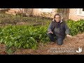 Permaculture : le paillage du sol - Truffaut