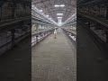 poultry farm house shortvideo