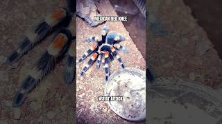 Mexican Red knee water attack #tarantula #brachypelmahamorii #spider