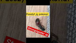 Pasożytnicza Osa  pokonała Królową mrówek Camponotus ligniperda #ants #mrówki  #zwierzęta #owady