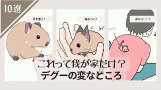 あなたは当てはまるかな？デグーの変なところ１０選！これって我が家だけ？