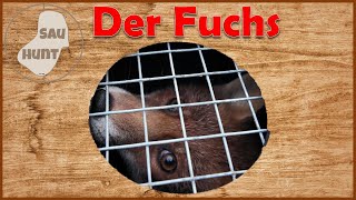 Sonntags Fuchs in die Falle getappt - Fallenjagd gehört dazu