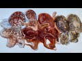 How to Catch Octopus, Cuttlefish and Squid - Winter Sea Fishing